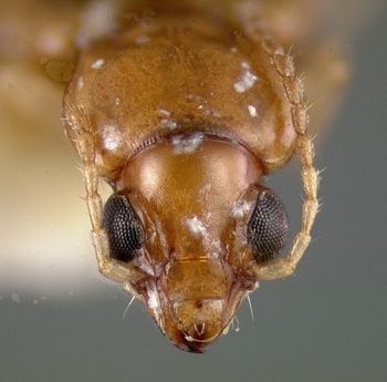 Media type: image;   Entomology 32143 Aspect: head dorsal view